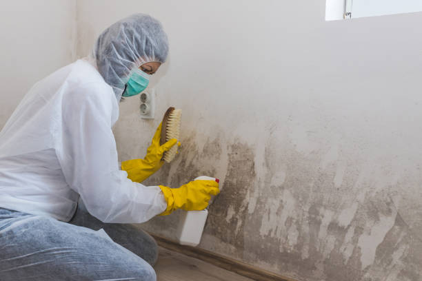 Best Asbestos and Lead Testing During Mold Inspection  in Shippensburg, PA