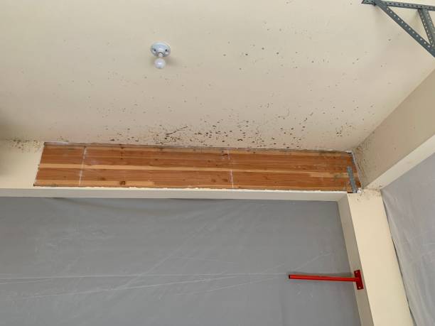 Best Airborne Mold Testing  in Shippensburg, PA