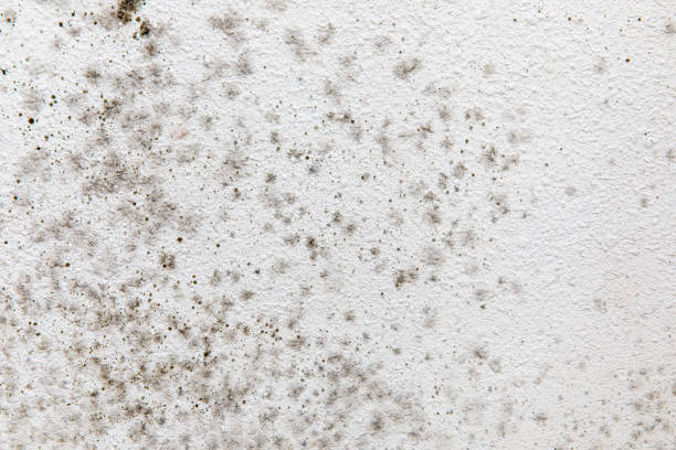 Best Water Damage & Mold Remediation  in Shippensburg, PA